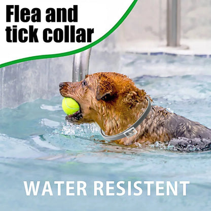 8-Month Flea Protection Collar