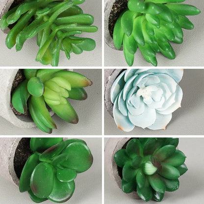 Charming Mini Aloe Bonsai Plants